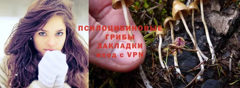 где купить   Усмань  Галлюциногенные грибы MAGIC MUSHROOMS 